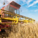 Chás calmantes: entenda os efeitos da camomila, da erva-cidreira e da flor de maracujá e evite o uso incorreto