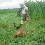 CMN adia bloqueio ambiental no crédito rural para 2027