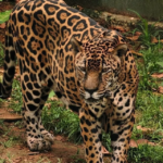 NOVO GAMA RECEBE ENTREGA DE 613 ÓCULOS PELO PROGRAMA OLHAR PARA TODOS